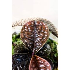labisia brine borneo