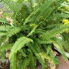 linsaea sp sumatra 