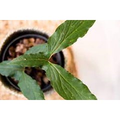 #cyrtosperma timikanense (cyrtosperma sp)