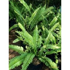 #lindsaea fern sumatra (lindsaea sp)