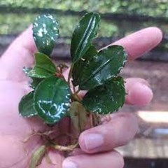 #bucephalandra hellena  (bucepalandra sp)