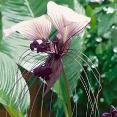 #tacca integrifolia ( dioscoreales)