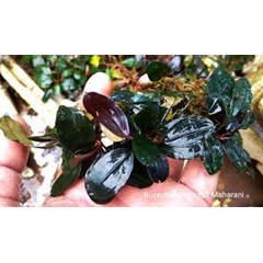 #bucephalandra spp