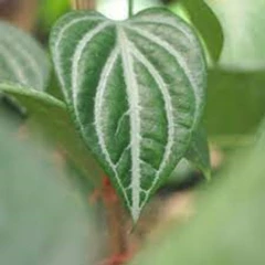 #piperaceae  (piper betle)