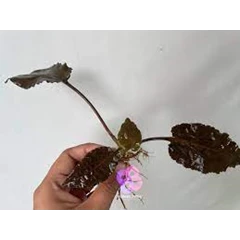 cryptocoryne bastmeijeri (cryptocoryne sp)