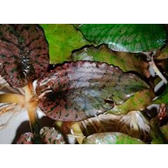 cryptocoryne silver queen (cryptocoryne sp)