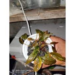 cryptocoryne striolata (cryptocoryne sp)
