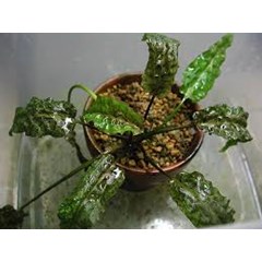 cryptocoryne brillian rose (cryptocoryne sp)