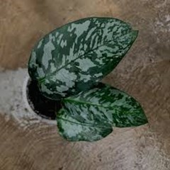 homalomena army sumatra (araceae)