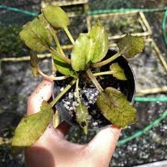 agent aquatic plant indonesia 