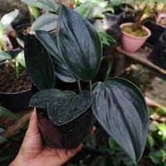 #scindapsus black truibie (scindapsus sp)