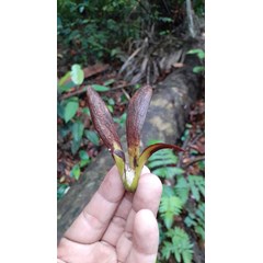 benih pohon meranti merah