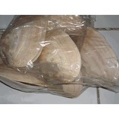 oyster yellow shell / kerang oyster kuning