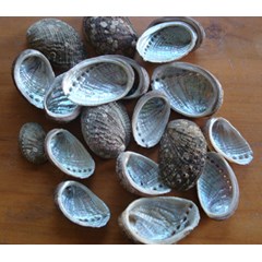 abalone shell / kerang abalone