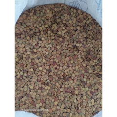 benih pohon gamal (gliricidia sepium)