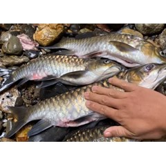 ikan tawar semah garing mahseer