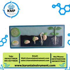 model pertumbihan biji dua (kacang)