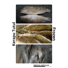 ikan air laut jenis kerapu tutul / kerapu lumpur - beku (frozen)