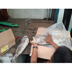 ikan kerapu fresh beku