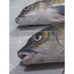 ikan semah / ikan kelah. fresh beku