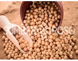 Supplier Kacang Kedelai Jakarta Non GMO