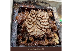 Bibit Lebah Trigona / lebah Klanceng