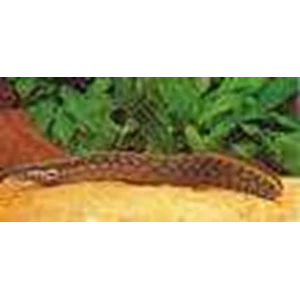 white spot spinning eel