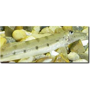 horse face fish (acanthopsis choirorhynchus)