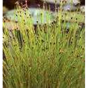 eleocharis acicularis /teki (water plant)