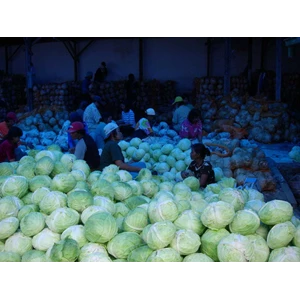 cabbages export quality