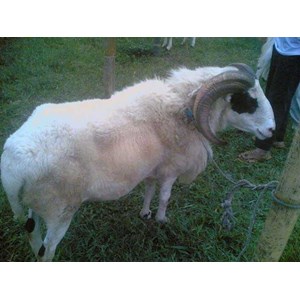 domba garut