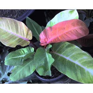 philodendron red var (cherry red, sunlight, tropical, ruby)