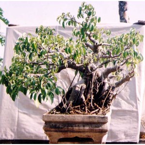 bonsai05: beringin