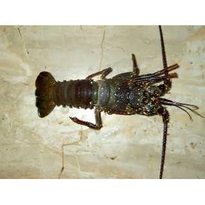 fish,lobster( frozen & live ),crab etc