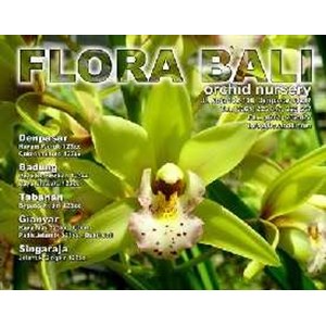 aneka anggrek (orchids)