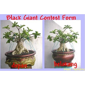 black giant contest form