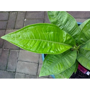 anthurium oxycarpum (levis/jeruk)