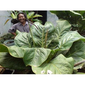 anthurium jemanii pearl (jumbo)