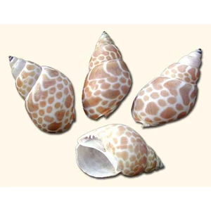 babylonia japonica seashell