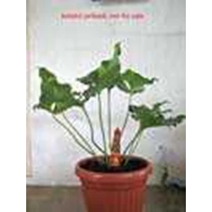 anthurium corong