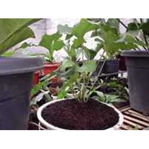 anthurium