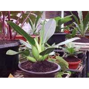 anthurium