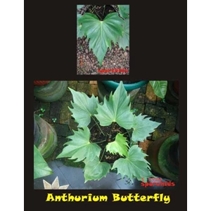 anthurium butterfly