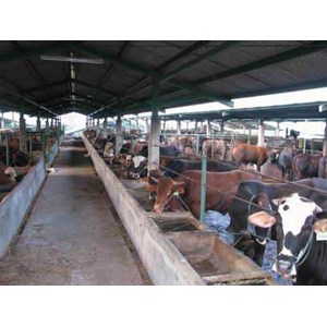 sapi potong berkualitas