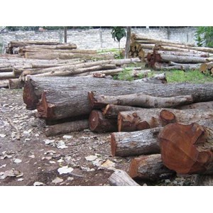kayu mahoni (mahogany)