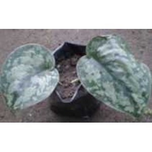 philodendron sodiroi