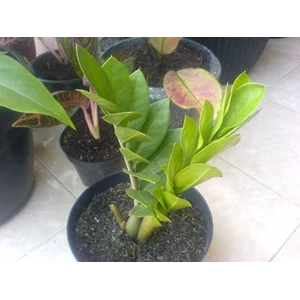 zamia curcas / jamaika