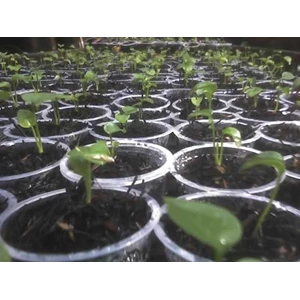 anthurium hokery tobacco bibit