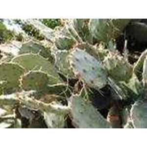 kaktus nopal