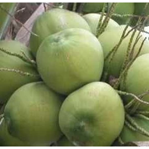 kelapa